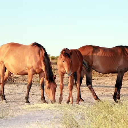 Panzió Ajo Sardinia 3*